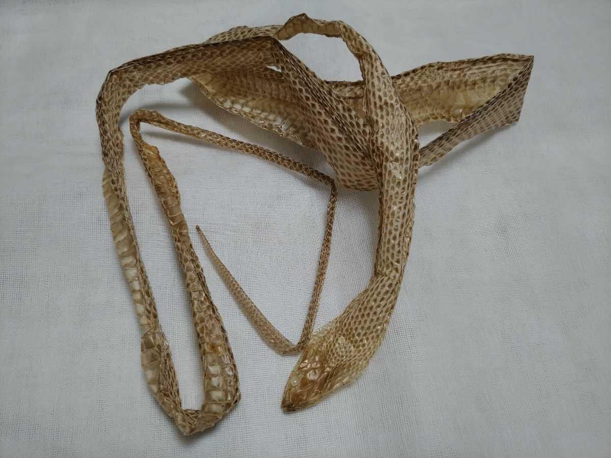 Amazon Co Jp 蛇の抜け殻 約190cm 金運アップ 財運 縁起物 風水 運気上昇 お守り 御守り スピリチュアル ポイント消化 クーポン 家電 カメラ