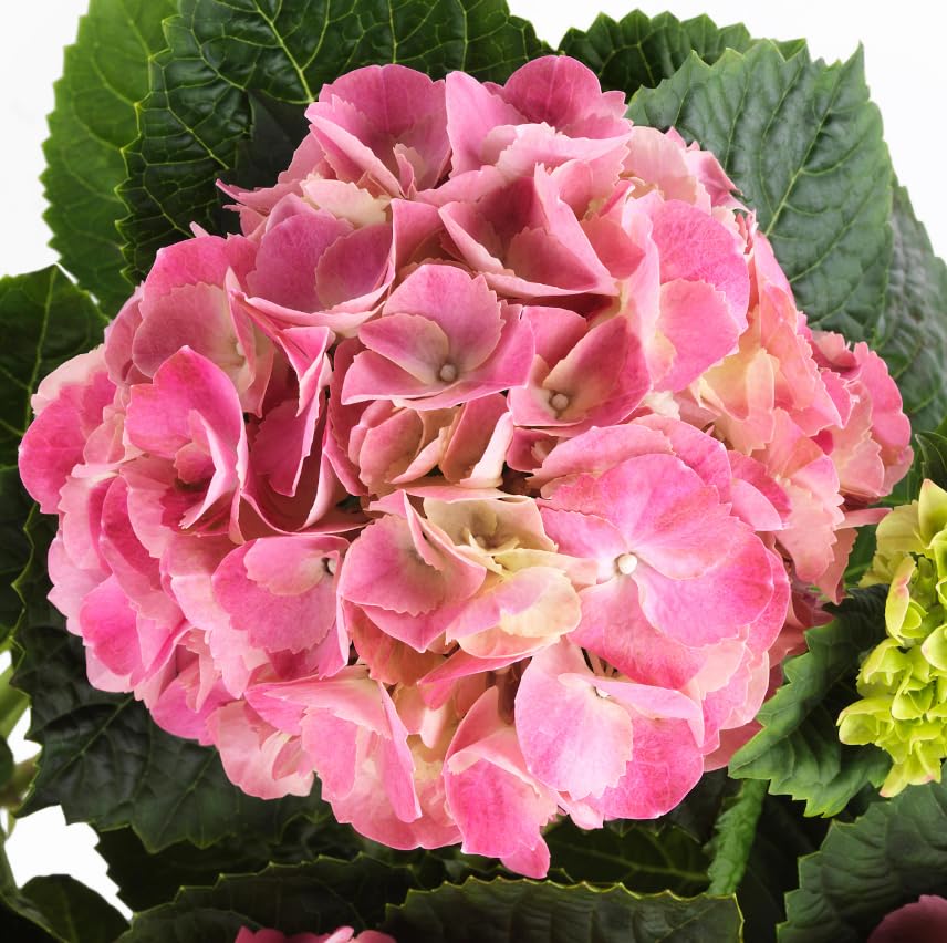 Hortensia Rosa Natural Planta de Exterior Resistente y Fácil de Cultivar
