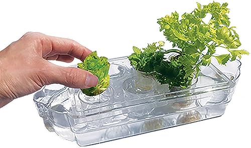 Miniatura 3 de Sistema de jardinería interiorpequeñono necesita electricidaddurante todo el añocultivo hidropónico de la manera fácilpropagar y volver a crecer en