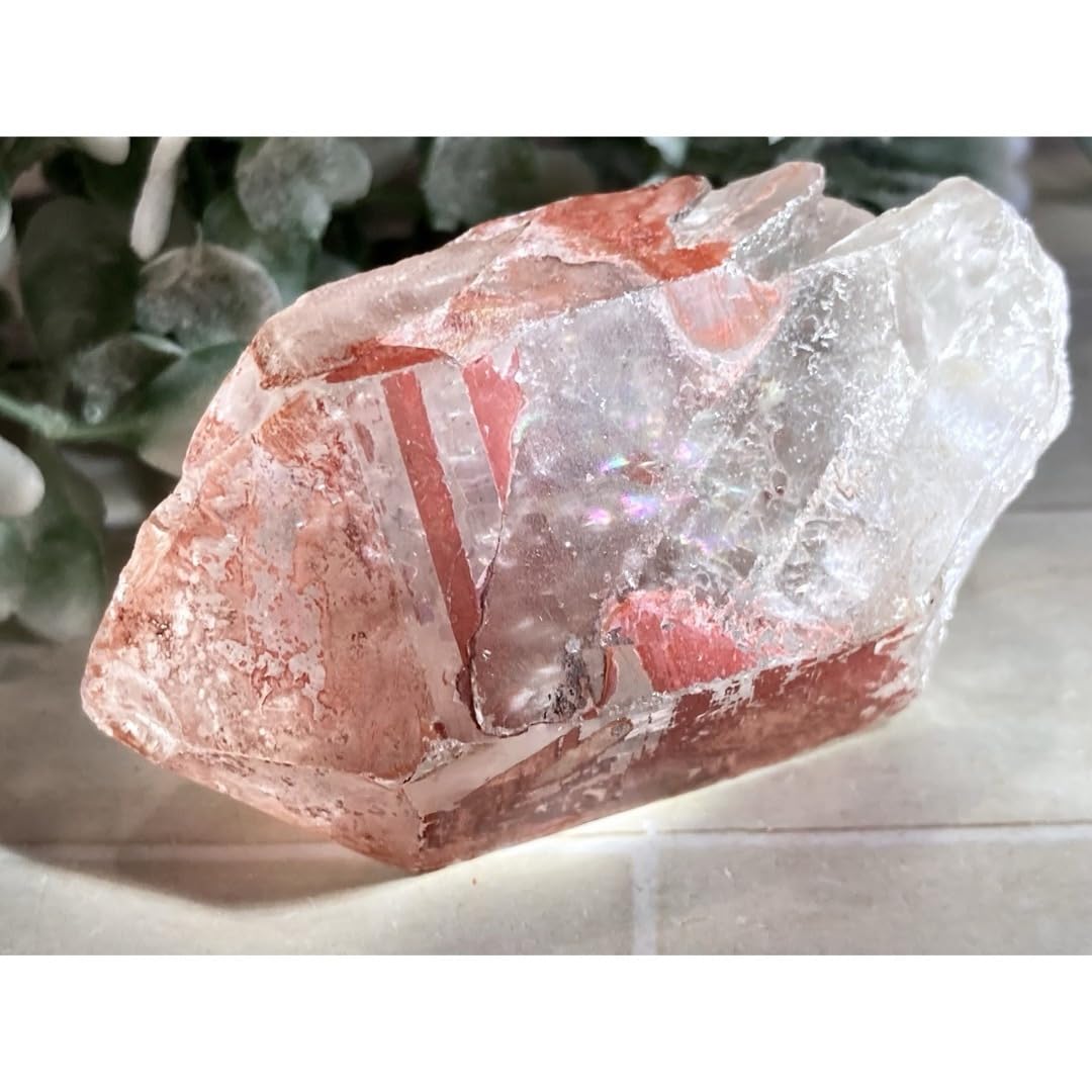 Amazon.co.jp: ブラジル ゴイアス州産 レッド レムリアンシード