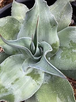 極耐寒性アガベ オバティフォリア大株◇ドライガーデン多肉サボテン　ユッカ　アロエ 極耐寒性アガベ オバティフォリア大株◇ドライガーデン多肉