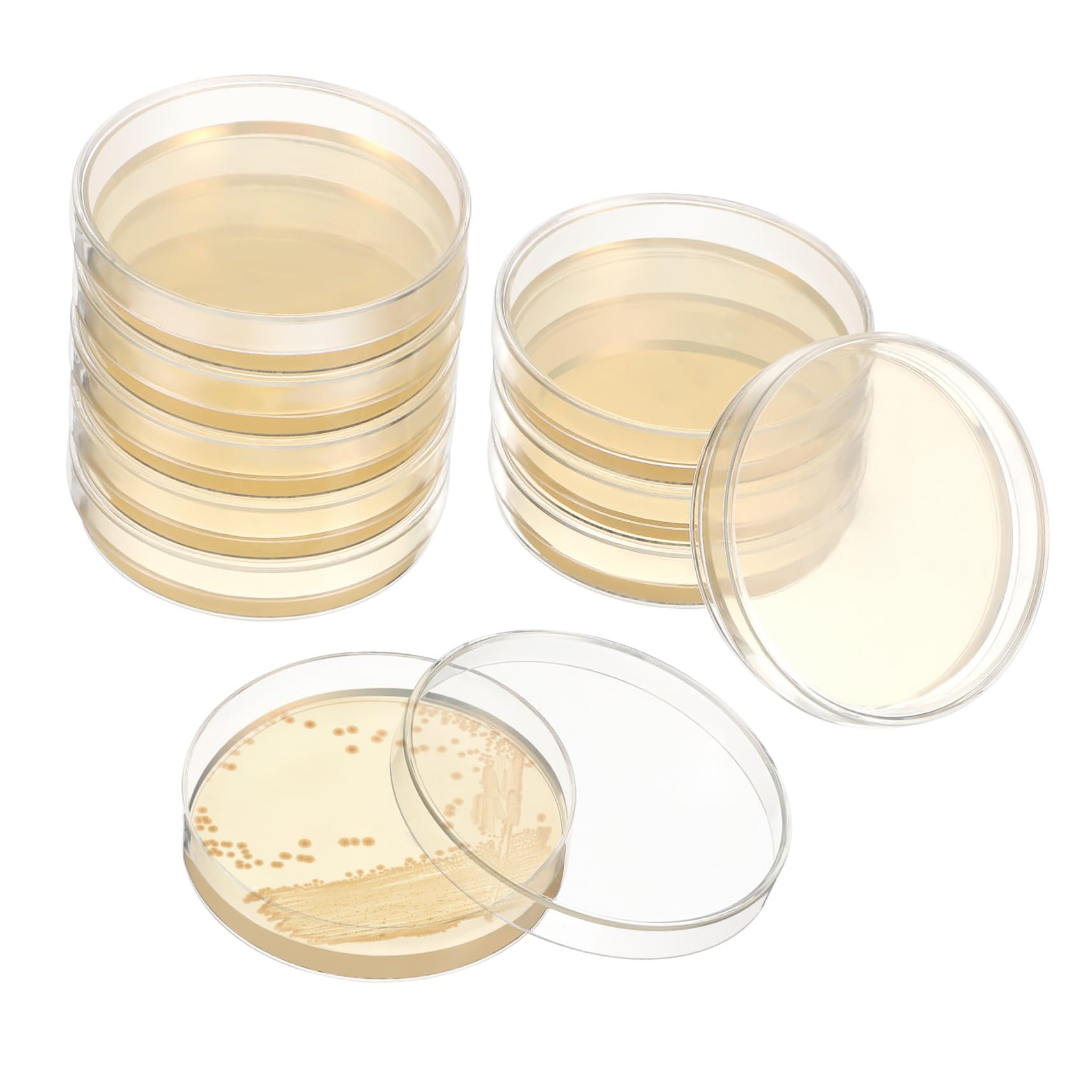 20 pezzi Piastre Petri con Agar Preversato per Esperimenti Scientifici Piastre Nutrienti Portatili e Facili da Usare per Crescita Microbiologica e Attività Didattiche in