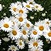 David's Garden Seeds Flower Daisy Shasta SLI11 (White) 500 Open Pollinated Seeds