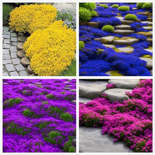 2000+ Mix Creeping Thyme Seeds Ground Cover for Planting - 4 Perennial Thyme Non-GMO Heirloom Lavender hues, Purple, Red, Yellow Beautiful Flower