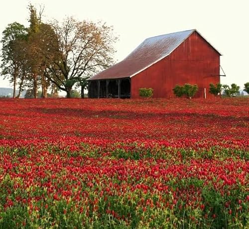 Crimson Clover Dixie Red Food plot pollinator and Cover Crop 5 lbs. Nitro-Coat®