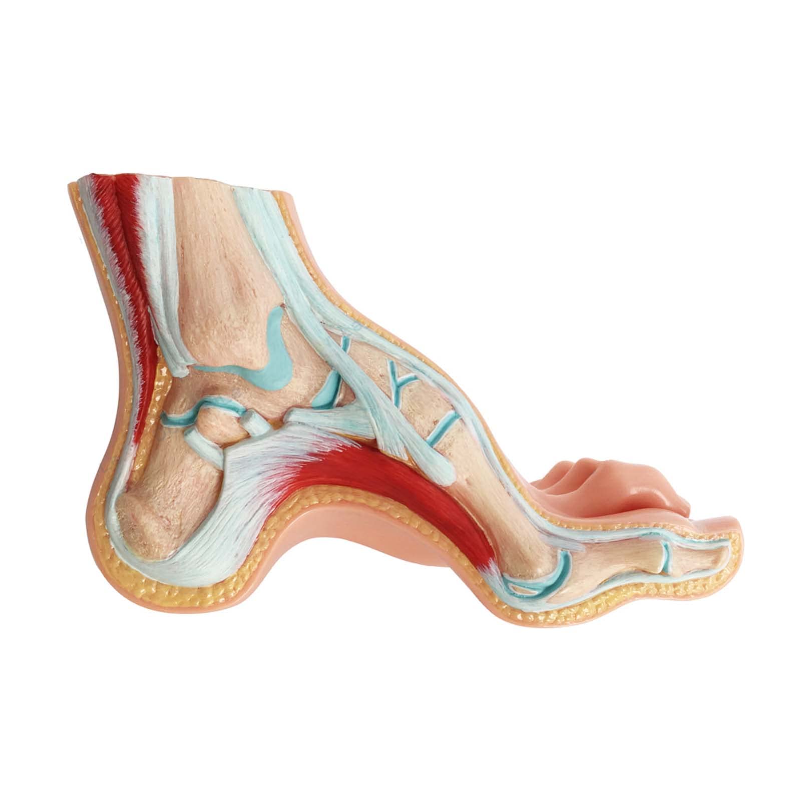 Model anatomii ludzkiej stopy Model podologiczny 3 stopy ludzkie Model z nogami pokazuje zwykłe warunki płaskostopia Szpital do nauczania stóp Normalny