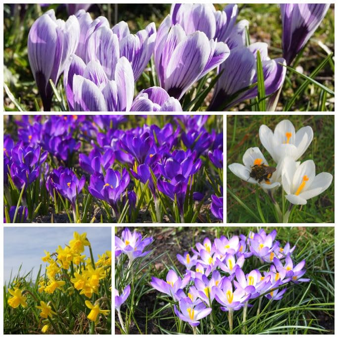 Bienenbuffet Royale - BIO Blumenzwiebelmischung aus Holland