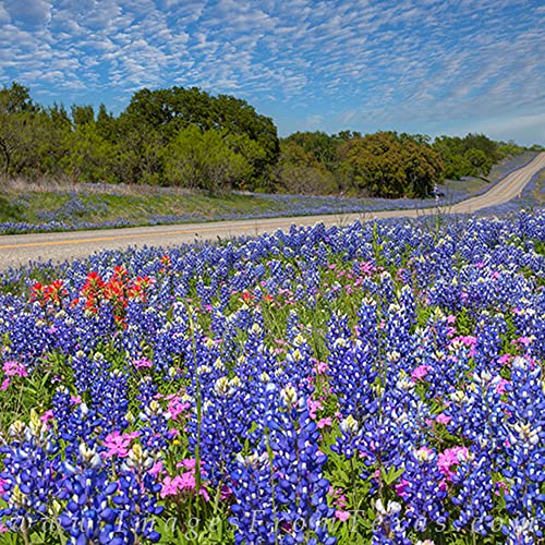 Qauzuy Garden 30 Blue Texas Bluebonnet (Texas Lupine/Lupinus Texensis/Buffalo Clover) Wolf Flower Seeds Striking Showy Wildflower For Garden Outdoor Attract Pollinators & Easy Grow #TOP5