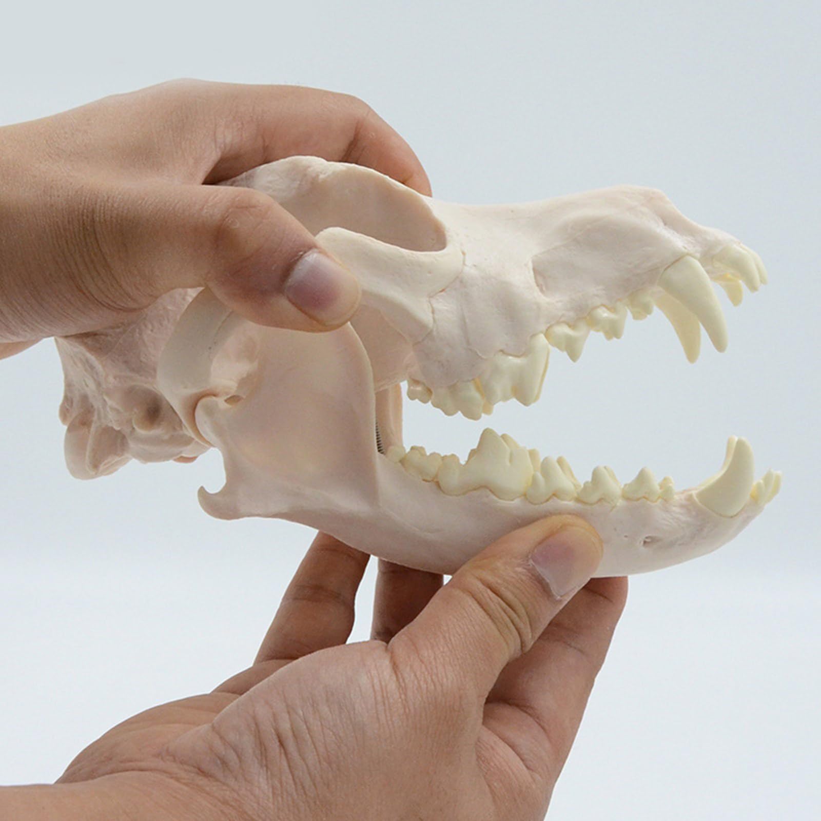 Modelo anatómico de calavera de perro, modelo de esqueleto realista anatómico de cabeza de perro, modelo de hueso para educación veterinaria