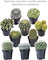 Vista 5 de Altman Plants - Colección de cactus surtidos para jardines, contenedores o regalos