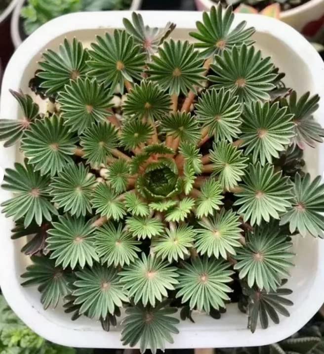 Oxalis Palmifrons Seeds Black (B0BGHJLCDR) Amazon Price History, Amazon Price Tracker