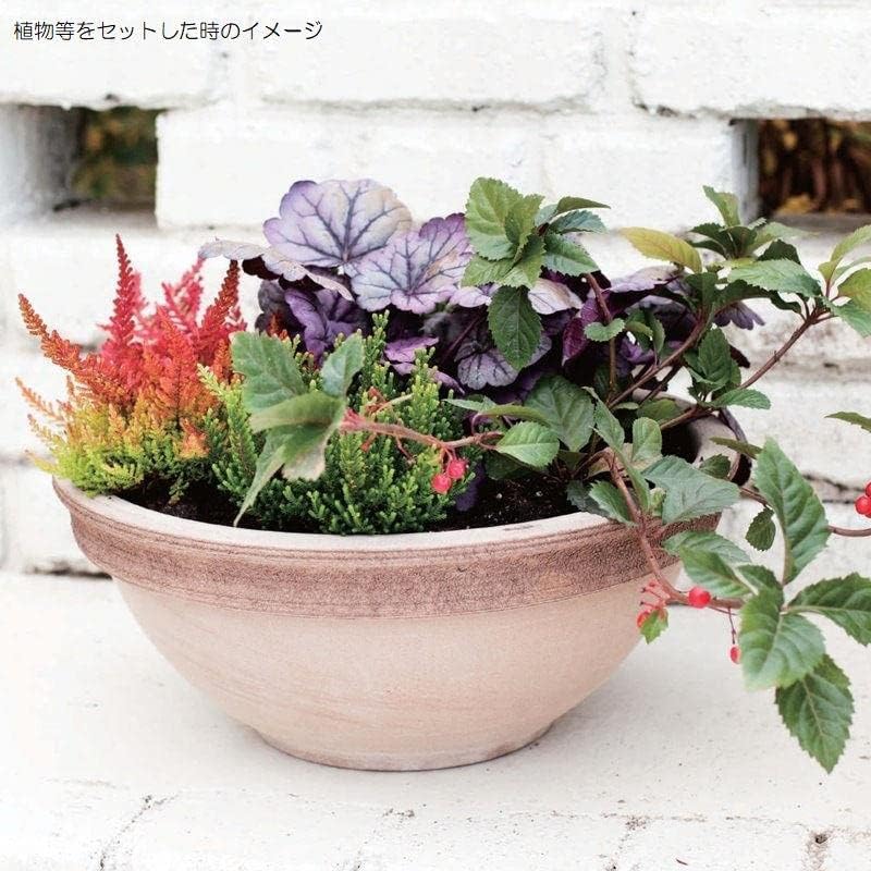 観葉植物 11ポット、ピコロール、 現状確認用 観葉植物 11ポット