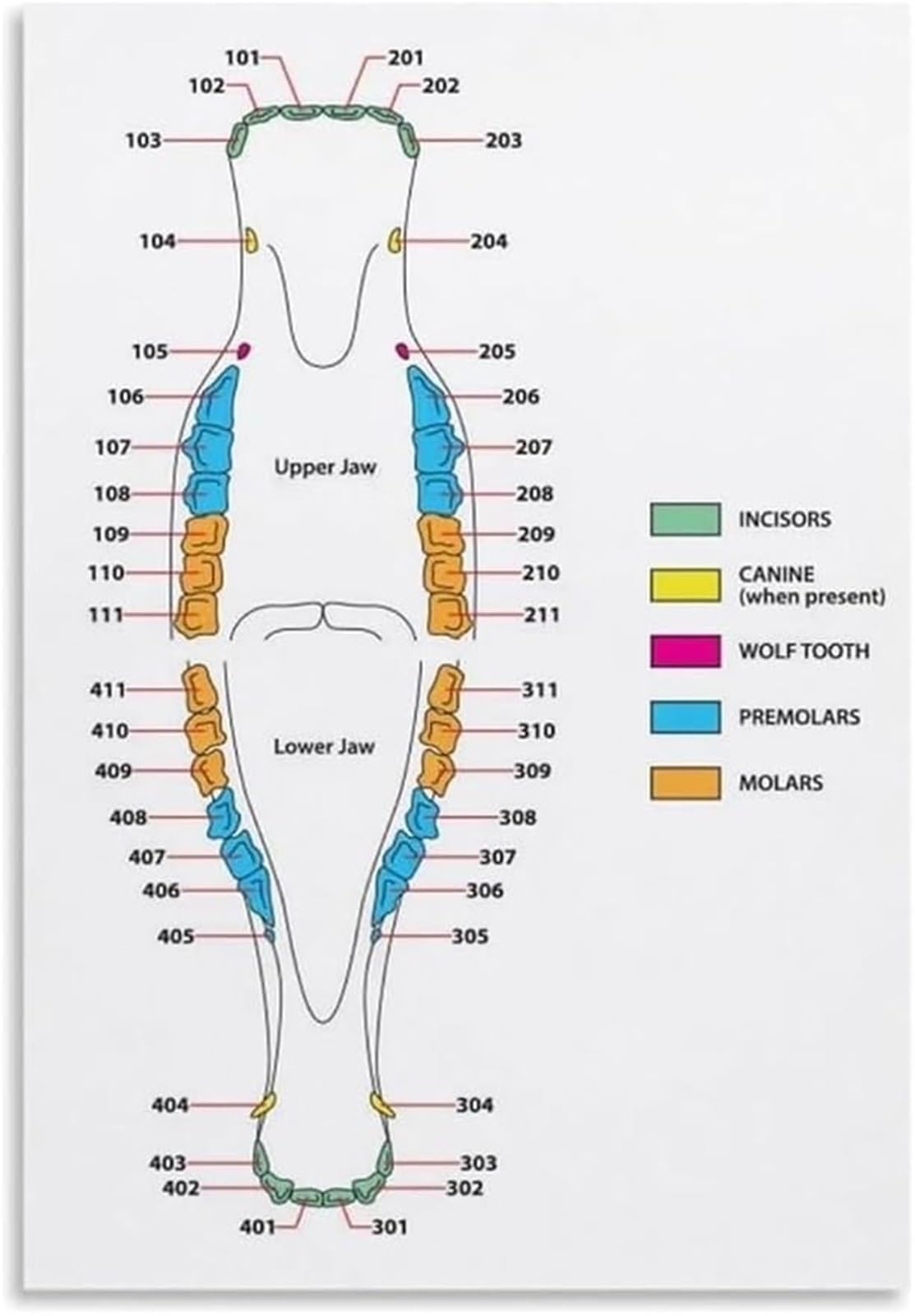 IDGTTLDF Horse Teeth Structure Diagram Poster Veterinary Medicine Reference for Horse Lovers Owners Framed,12x18inch(30x45cm)