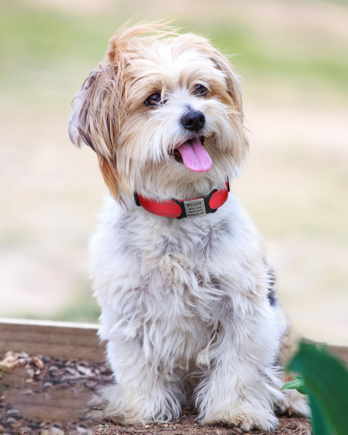 TagME Collare per Cani in Nylon Riflettente, Fibbia Staccabile Durevole, Collari Di Sicurezza Regolabili per Cani Di Piccola Taglia, Rosso, Larghezza 1.5 cm