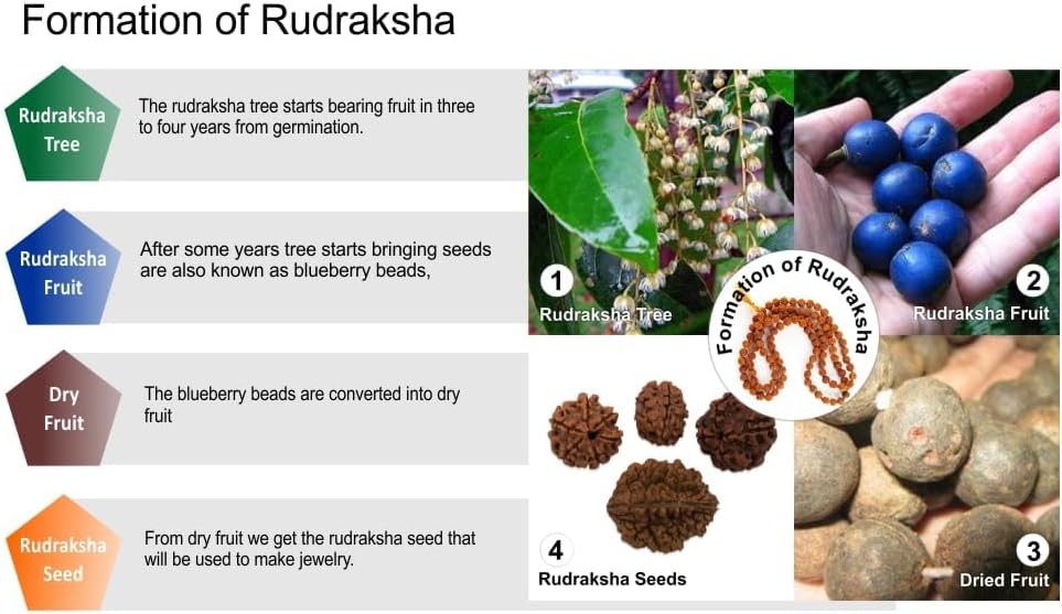 Certified Original 5 Mukhi Rudraksha Round Bead (Colour: Brown) Mala | 5 Face (Panchmukhi) Rudraksha Beads | Authentic Genuine Rosary (1pc Bead)(15 to 20 mm) - Image 5