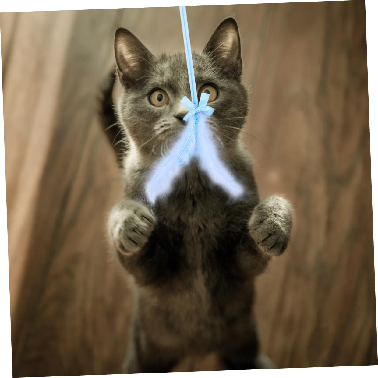 FRCOLOR 9stücke Teiliges Katzeninteraktives Spielzeugset Mit Federn Und Glöckchen Hängendes Katzenspielzeug Für Aktiven Spielspaß Und Gesunde Bewegung Und Ansprechend Für Ihre Katze