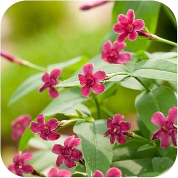 Jasmine Beesianum Jasminum Plug Plant x 3 by Plug Plants Express Limited