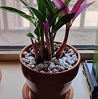 Vista 4 de Perlita orgánica hortícola de grado profesional de 20 cuartos de galón (20 cuartos de galón, tamaño grande - perlita)