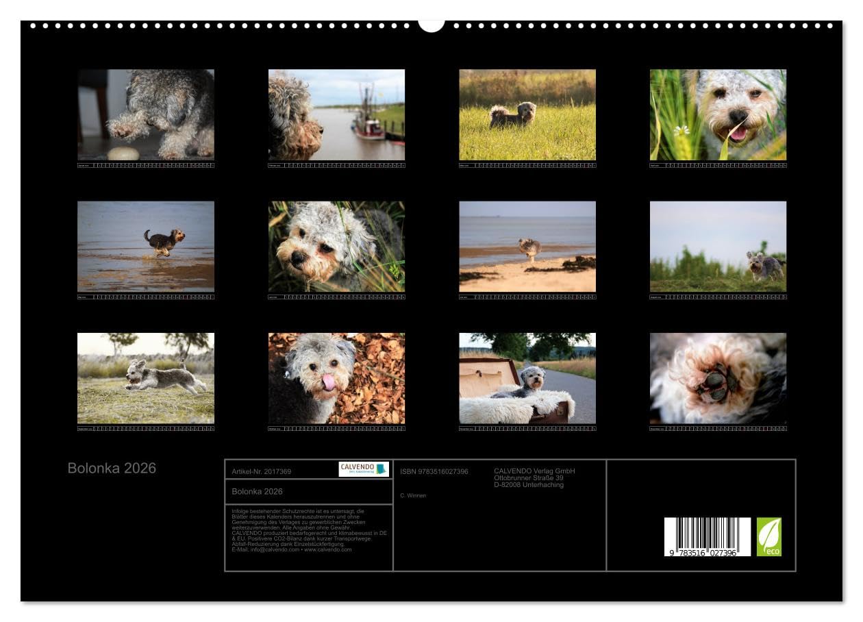 Bolonka 2026 (hochwertiger Premium Wandkalender 2026 DIN A2 quer), Kunstdruck in Hochglanz: Ein Wandkalender nicht nur für Bolonka - Liebhaber (CALVENDO Tiere)