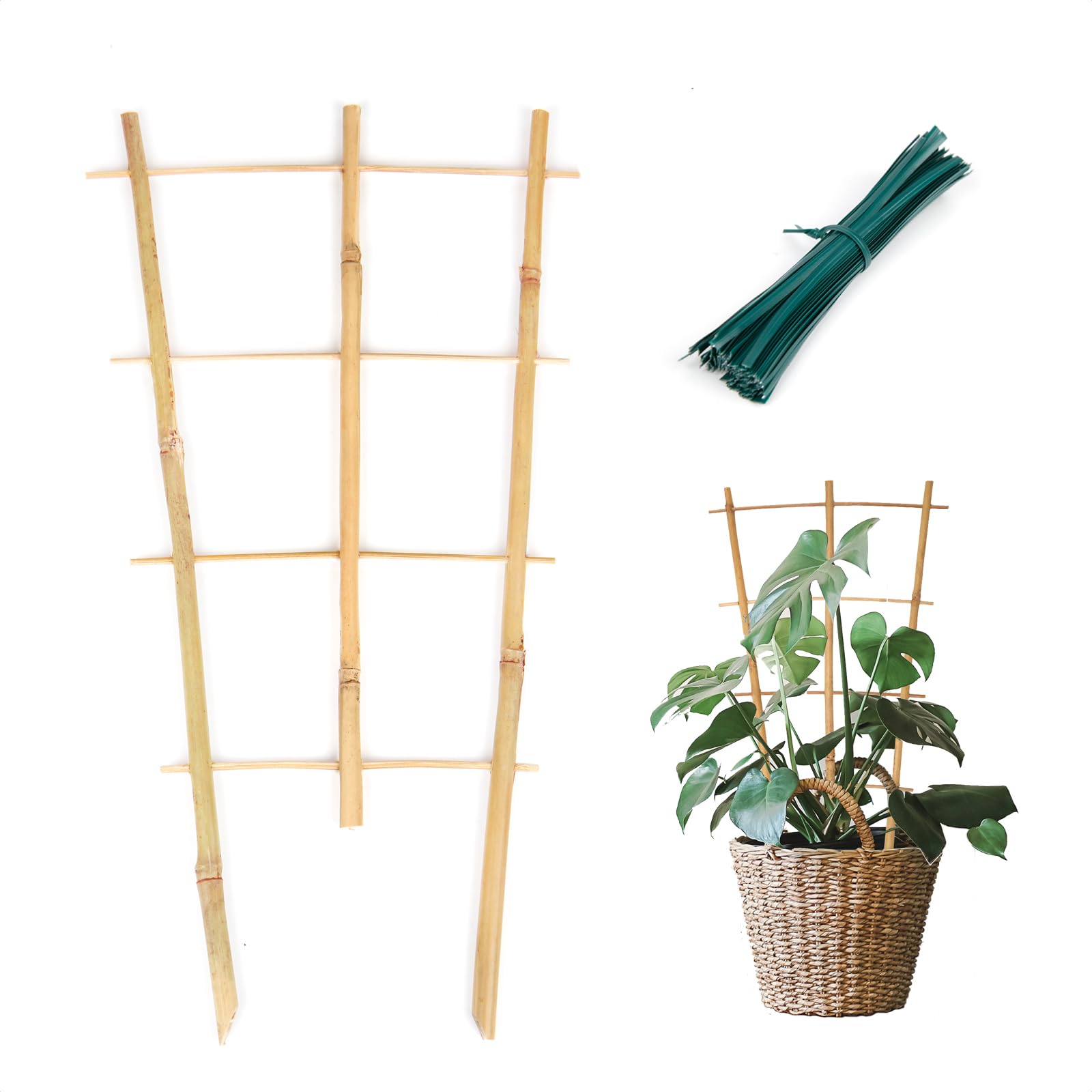 Amazon.com : Cambaverd Plant Trellis Indoor 6 Pack Bamboo Trellis with  Twist Ties, 16in Fan-Shaped Plant Trellises for Potted Plants Hoya Vines  Monstera Houseplants : Patio, Lawn & Garden