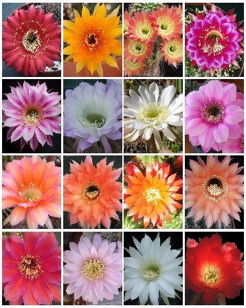 Echinopsis Variety Mix, Sold By Exotic Cactus Rare Night Blooming Cacti Easy To Grow Huge Flowers Succulents Seed 100 Package #TOP23