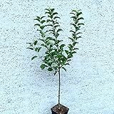Roter Gravensteiner Herbstapfel Zwergbaum einjährig Topfballen M9