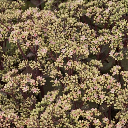 Blumixx Stauden Sedum Maximum-Hybride 'Matrona' – Rosa blühende Fetthenne, winterhart & bienenfreundlich, im 0,5L Topf, pflegeleicht für Beet & Kübel