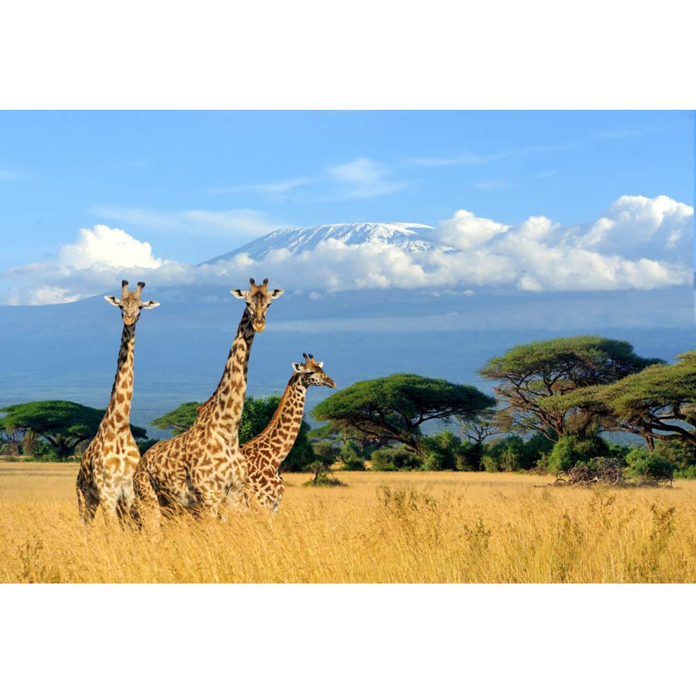 Descargar Siluetade Jirafa Durante El Atardecer, Fondo De África En Hd |  Wallpapers.com, image size:1001x999