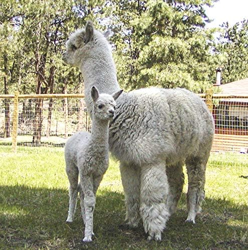 Image of WARRIOR ALPACA SOCKS - All Day - Everyday - Terry Lined - Cushioned - All-Purpose Socks - Unisex