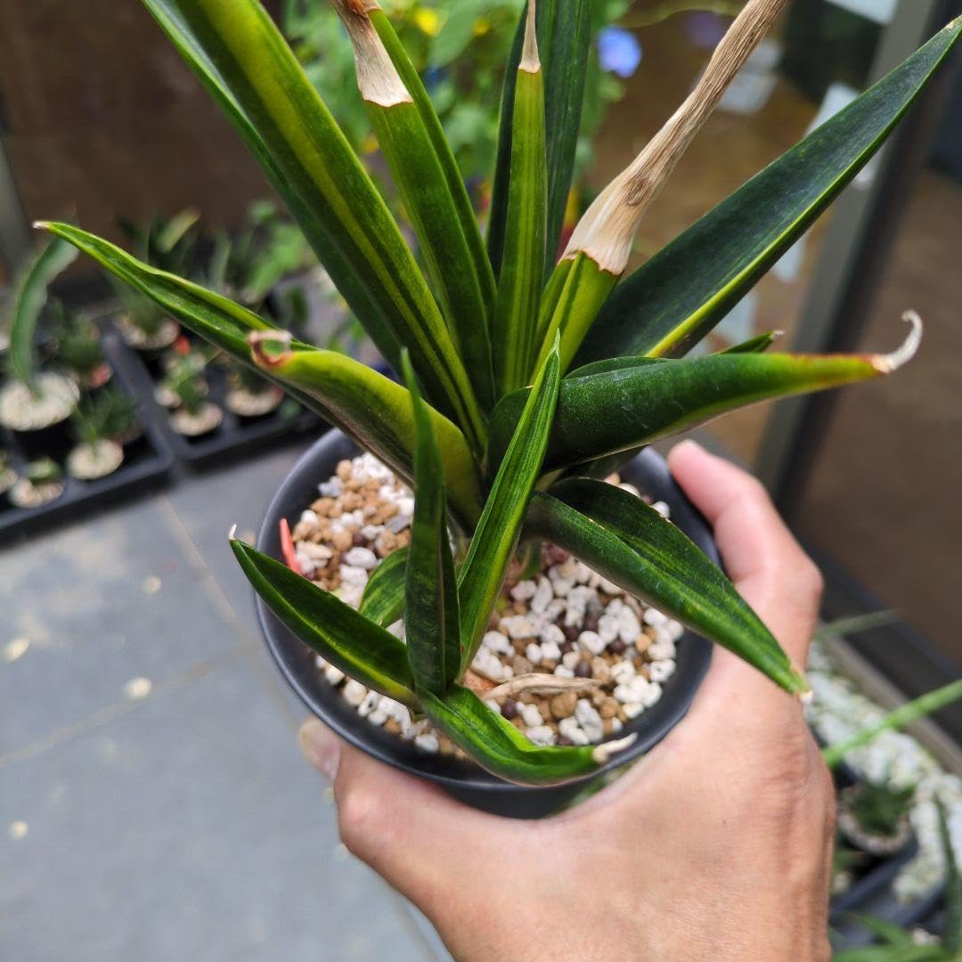 Amazon.co.jp: 斑入り サンセベリア Black Makayla サンスベリア