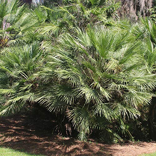 Windmill Palm 1 Gallon Windmill Palm 1 Gallon