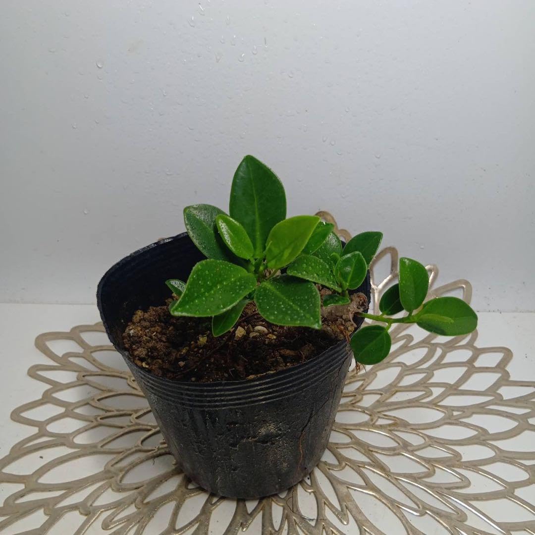 Amazon.co.jp: 329 縁起観葉植物尖閣ガジュマル新芽展開中抜き苗