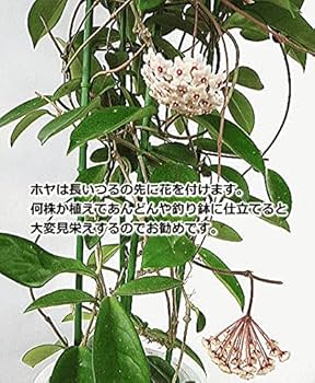 Amazon.co.jp: ホヤ カルノーサ リップカラー 6ポットセット（3