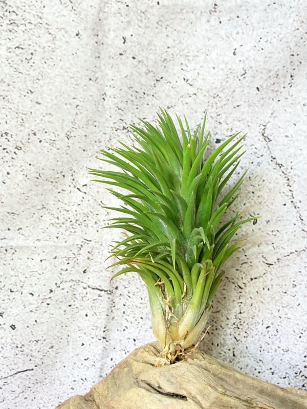 Amazon.co.jp: Frontier Plants 現品チランジアイオナンタビッグ