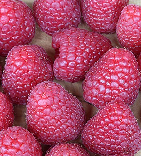 Preisvergleich Produktbild Himbeere Meeker® - Rubus idaeus