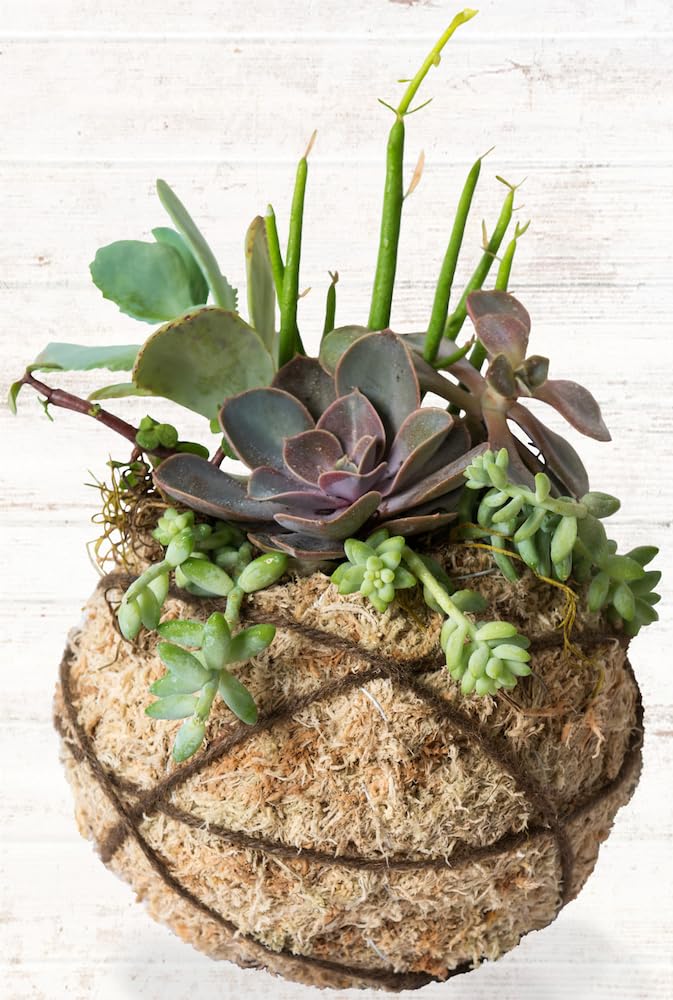 Amazon.co.jp: SuperMoss (90431 多肉植物 こけだまキット 6インチ DIY