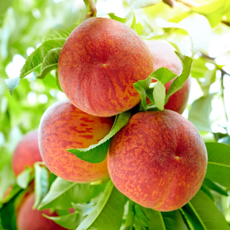 Red Seedling Peach Tree Live Plant, Well-Rooted 6 to 12 Inches in Tall in Gallon Pot for Growing, Peachs Fruit Trees Cold Hardy