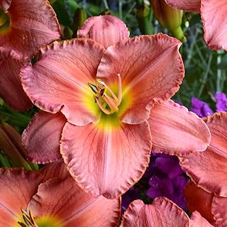 Hemerocallis,Daylily,bulbi Hemerocallis,erbacea perenne,Hemerocallis fulva,Fiori facili da piantare,possono Essere piantati in Vaso o a Terra.adatti Come Regali per GLI altri