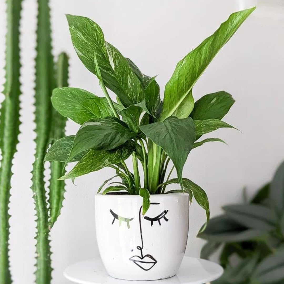 Purely Plants Live Peace Lily or Spathiphyllum Plant, Indoor/Outdoor Air Purifier, Oxygen Supplier, for Living Room/Bedroom/House/Office NOTE- 4 Inch Black Plastic Pot (Peace Lilly Flower Black Pot) (B0D9TYB8WD) Amazon Price History, Amazon Price Tracker