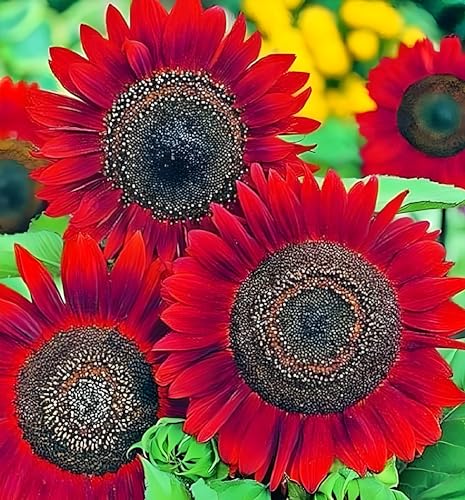Image of Red Sunflower - Easy-to-Grow Garden Flower Seeds with Stunning Red Blooms (Pack Of 50+ Seed)