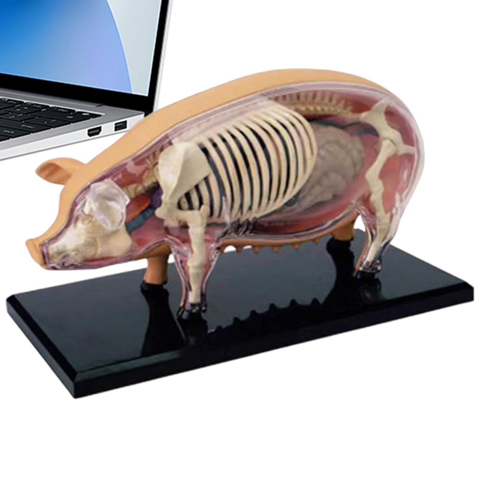 Modelos De Anatomía Animal Para Niños Modelo de Anatomía de Cerdo | Juguete Científico de Biología Desmontable Para Aulas Laboratorios Escolares Y Clínicas Veterinarias