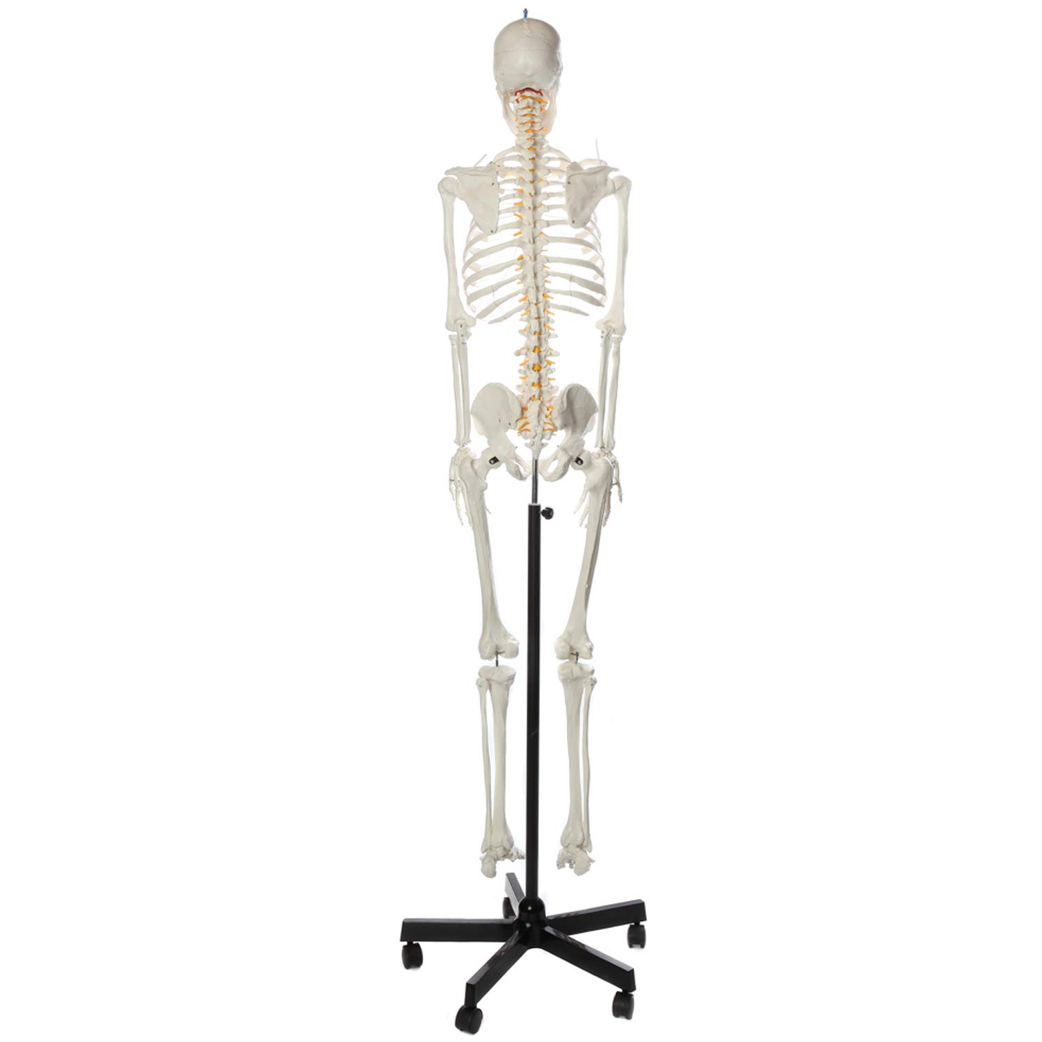 Axis Scientific Flexible LifeSize Skeleton Anatomical Model Bundle