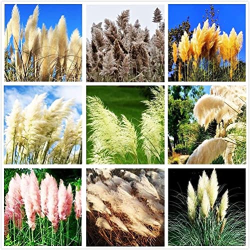 Pampas Grass Mix 100+ Seeds Flowers Easy To Grow Planting For Outdoor Indoor #TOP18