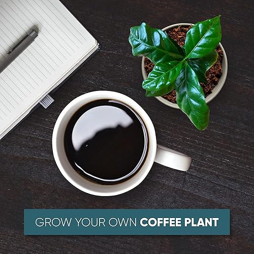 Miniatura 5 de Grow Your Own Kit de plantas de café paquete de 2 Coffea Arabica Nana Kit completo de cultivo de café macetas de plántulas de 4 pulgadas discos de