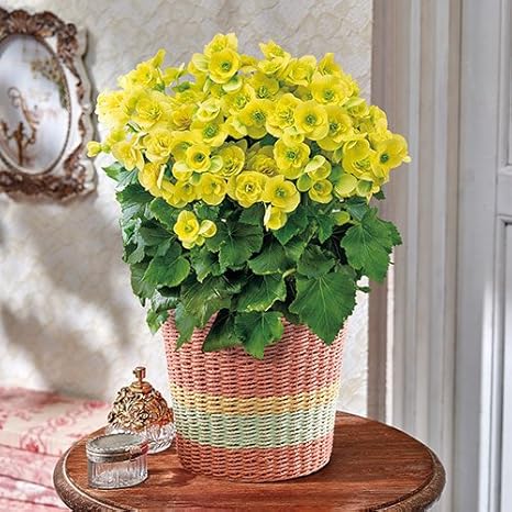 Amazon 母の日 リーガースベゴニア コスモノア 日比谷花壇 観葉植物 オンライン通販