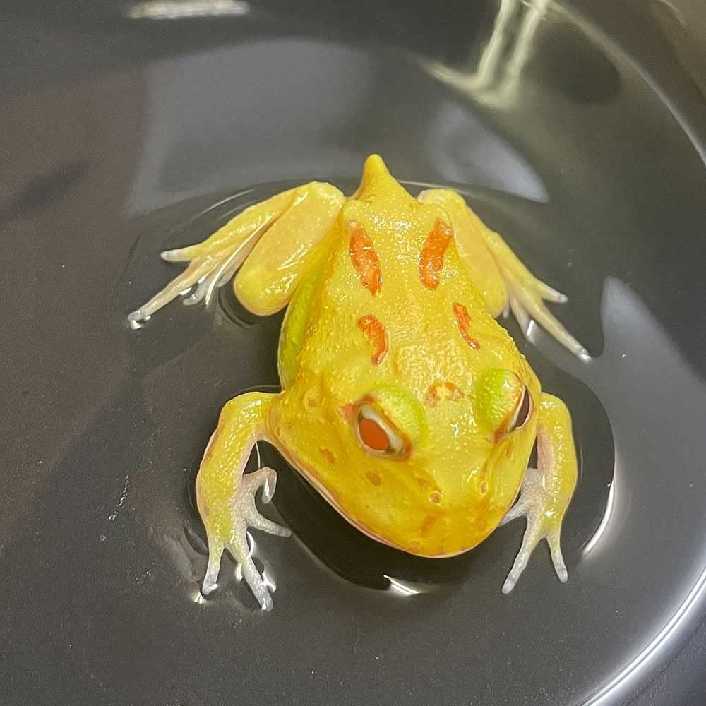 淡水魚】No2 クランウェルツノガエル レモン4スポット【個体販売