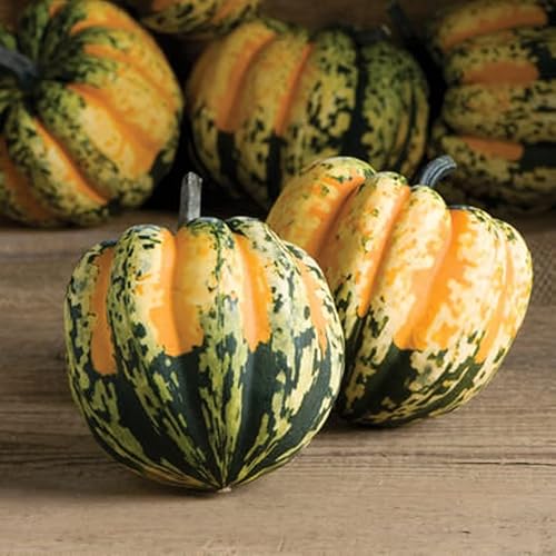 Miniatura 2 de Semillas de calabaza de bellota de carnaval para plantar  Calabaza colorida, cultiva tu propia decoración de otoño - Se envía desde Iowa, Estados