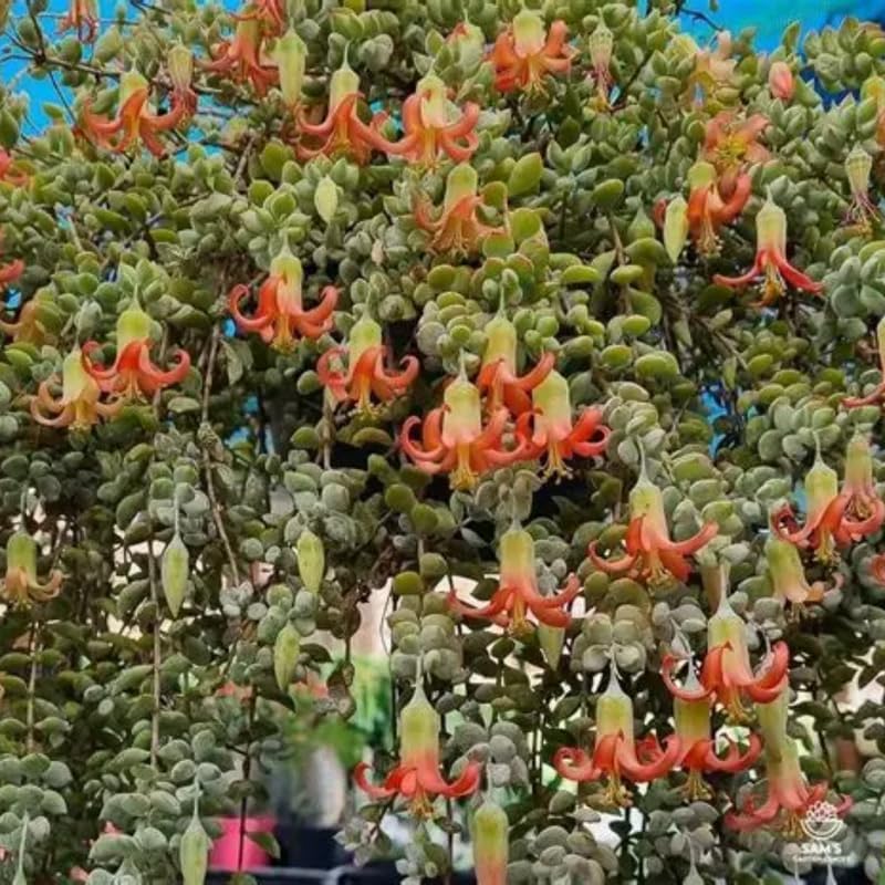 Miniatura 6 de Cotyledon Pendens - Planta suculenta viva - Maceta de 2 pulgadas  Planta de interior rara  Suculenta de interior de fácil cuidado