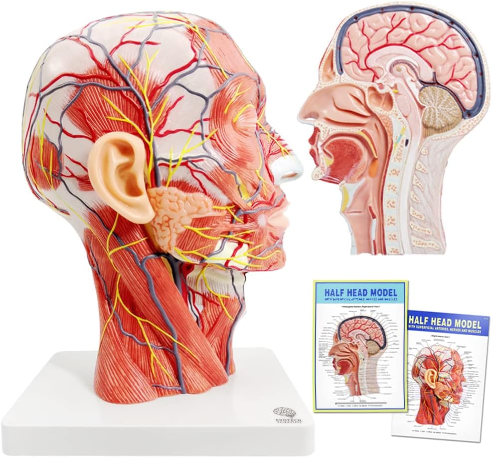 Human Half Head Superficial Neurovascular Model with Musculature, Life Size Anatomical Head Model Skull and Brain for Medical Teaching Learning, Kids Learning Education Display Tool