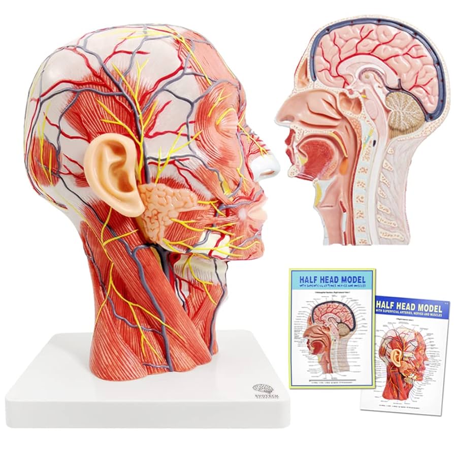 ANATOMY FOR BEGINNERS 4枚セット 3B Scientific A20/1 4-Part Human Skull with Cervical Vertebrae